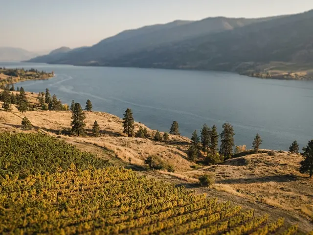 Blue lake between golden hills, vineyard rows in front