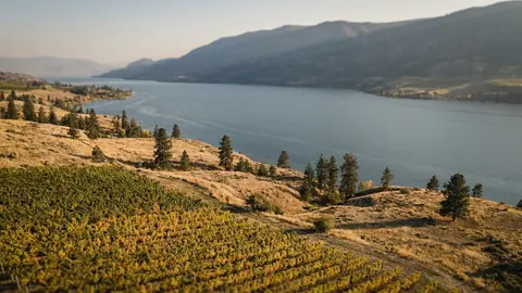 Blue lake between golden hills, vineyard rows in front